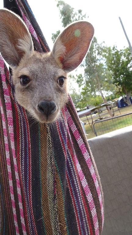 Corella Creek Country Farm Stay Nelia Luaran gambar