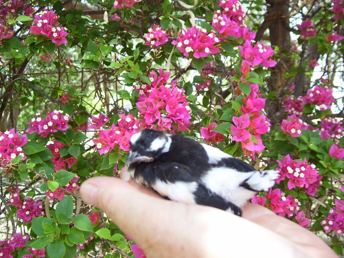 Corella Creek Country Farm Stay Nelia Luaran gambar